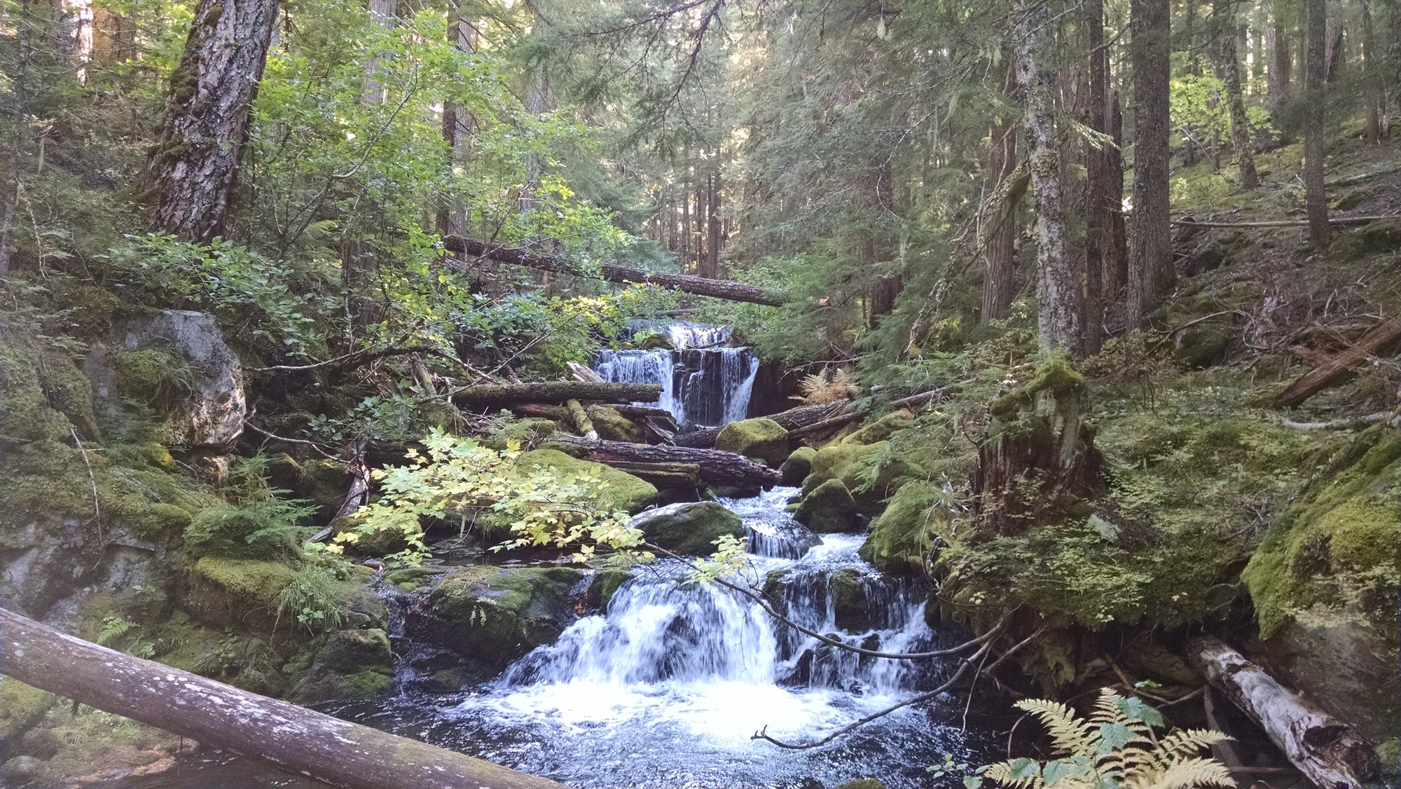 A tributary of the Clackamas River