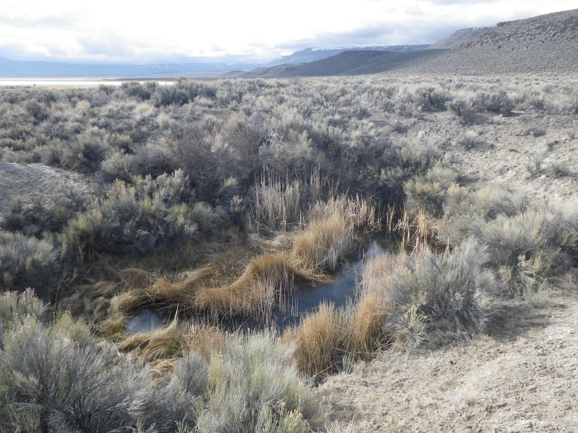 Foskett Spring habitat