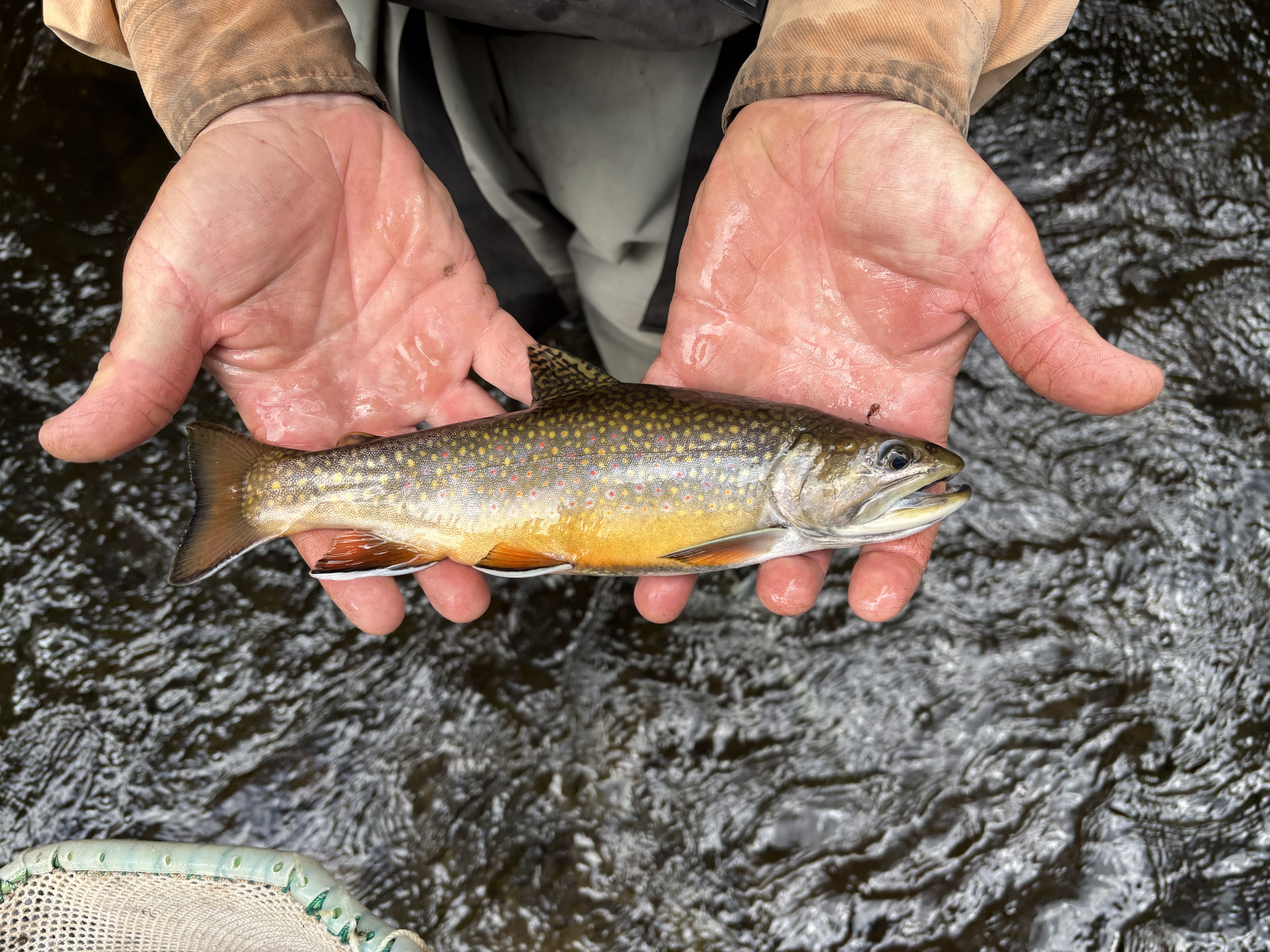 Wild nonnative Brook Trout in the South Fork Sprague River