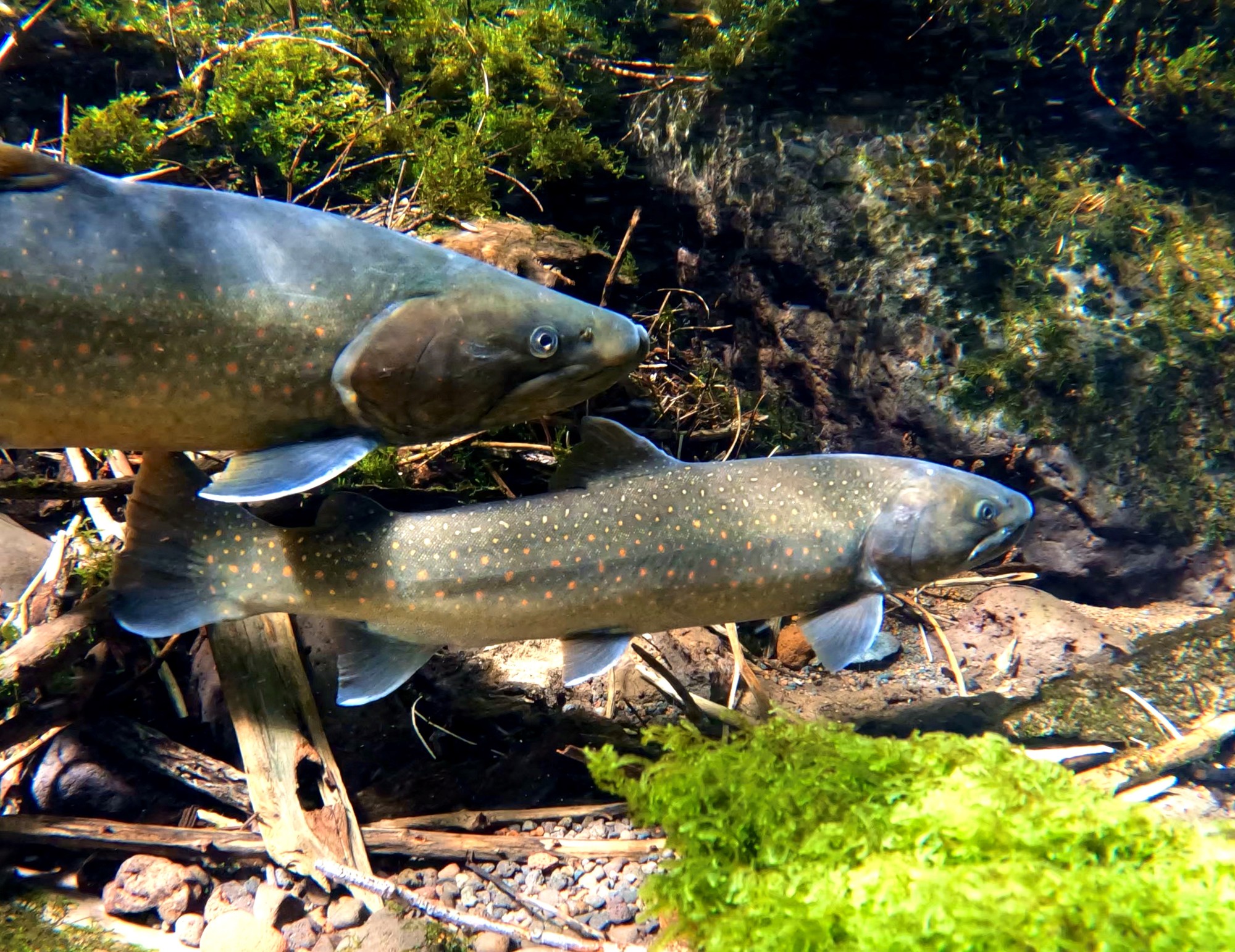 McKenzie River Bull Trout Spawning